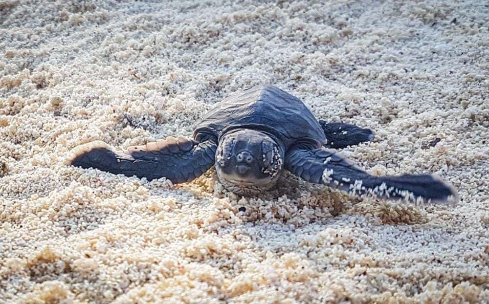 Swimming with Turtles in Zanzibar
