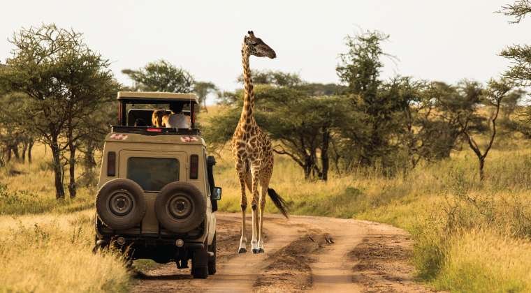 Guided Game Drive