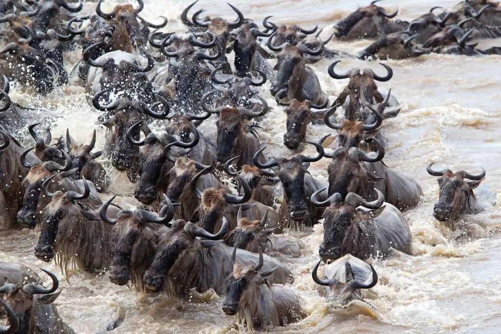 Witnessing the Great Migration: When & Where to Go