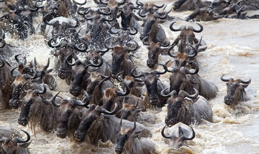 Witnessing the Great Migration: When & Where to Go