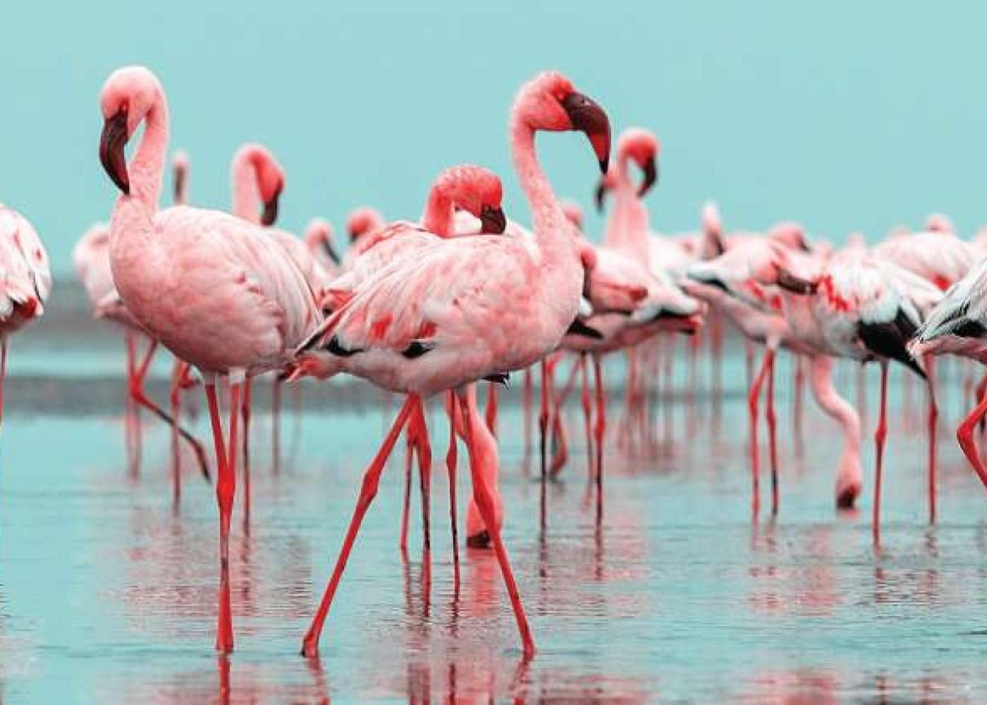 Lake Manyara National Park