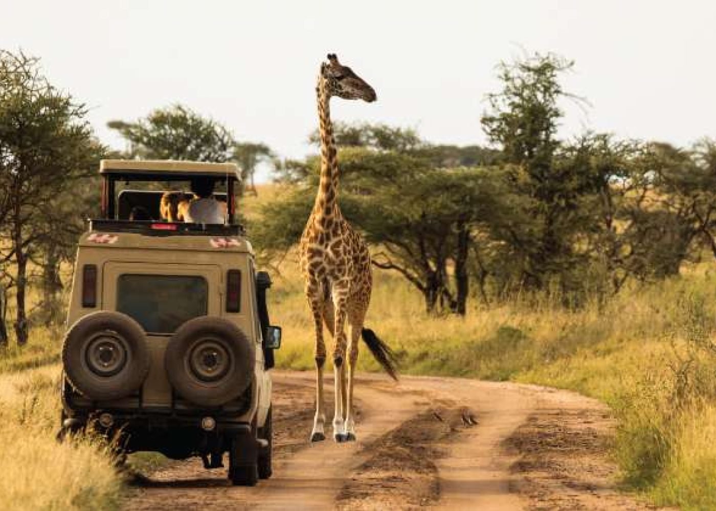 Guided Game Drive