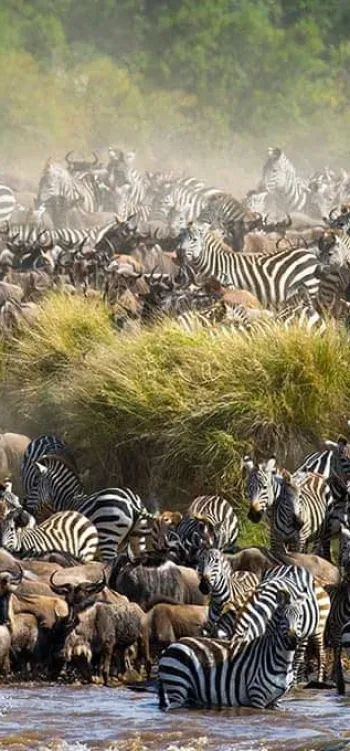 The Great Migration in the Masai Mara (Seasonal)
